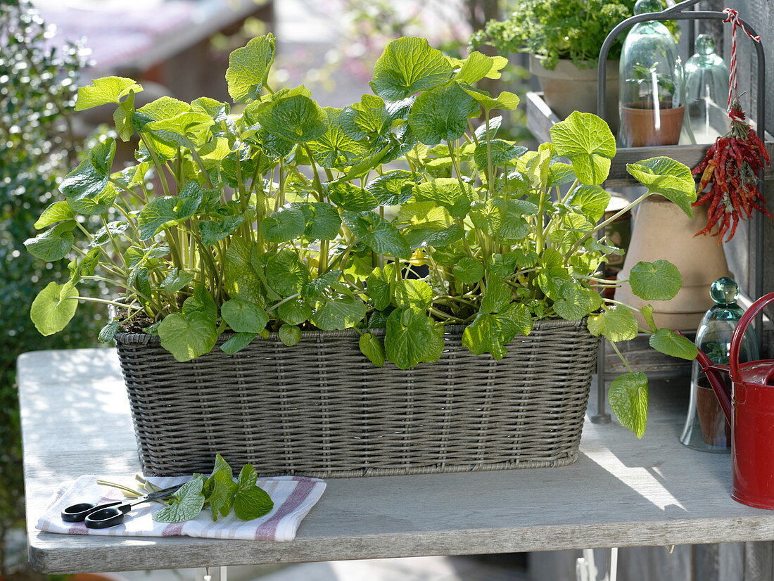 Wasabi (Eutrema japonica) in Korb-Kasten