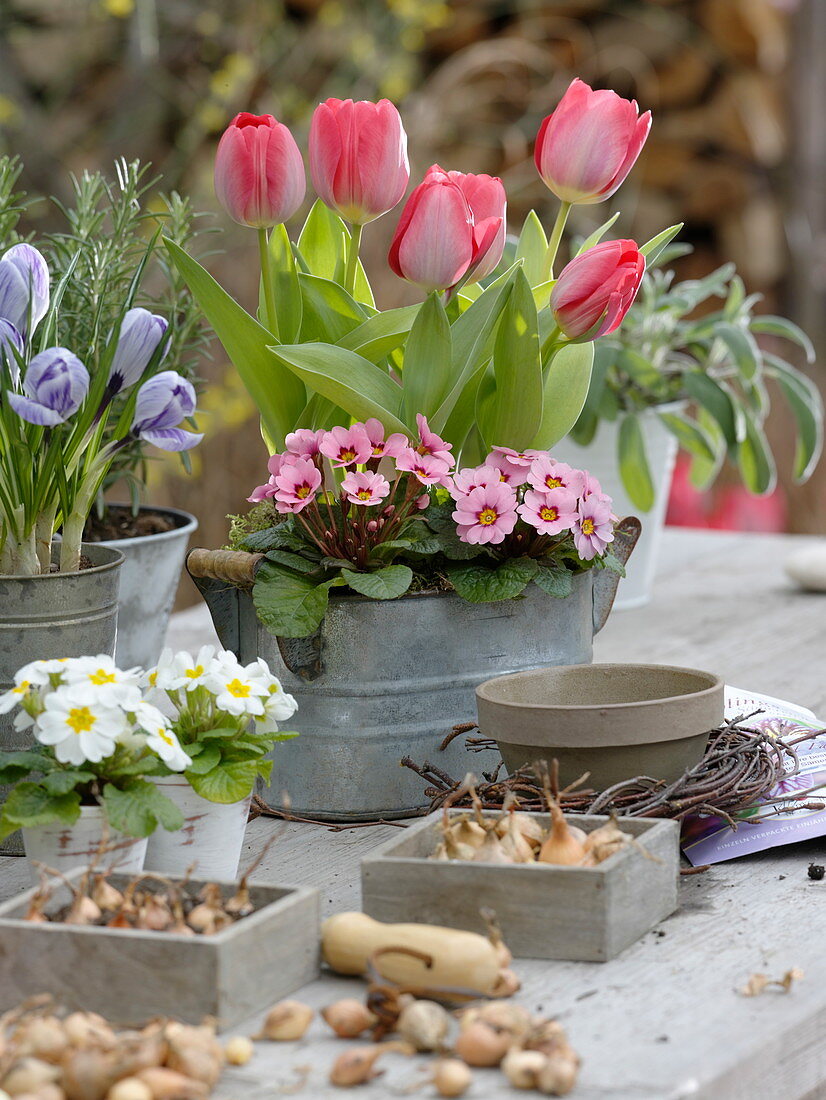 Tulipa (tulips), Primula acaulis (primroses), Crocus vernus (crocus)