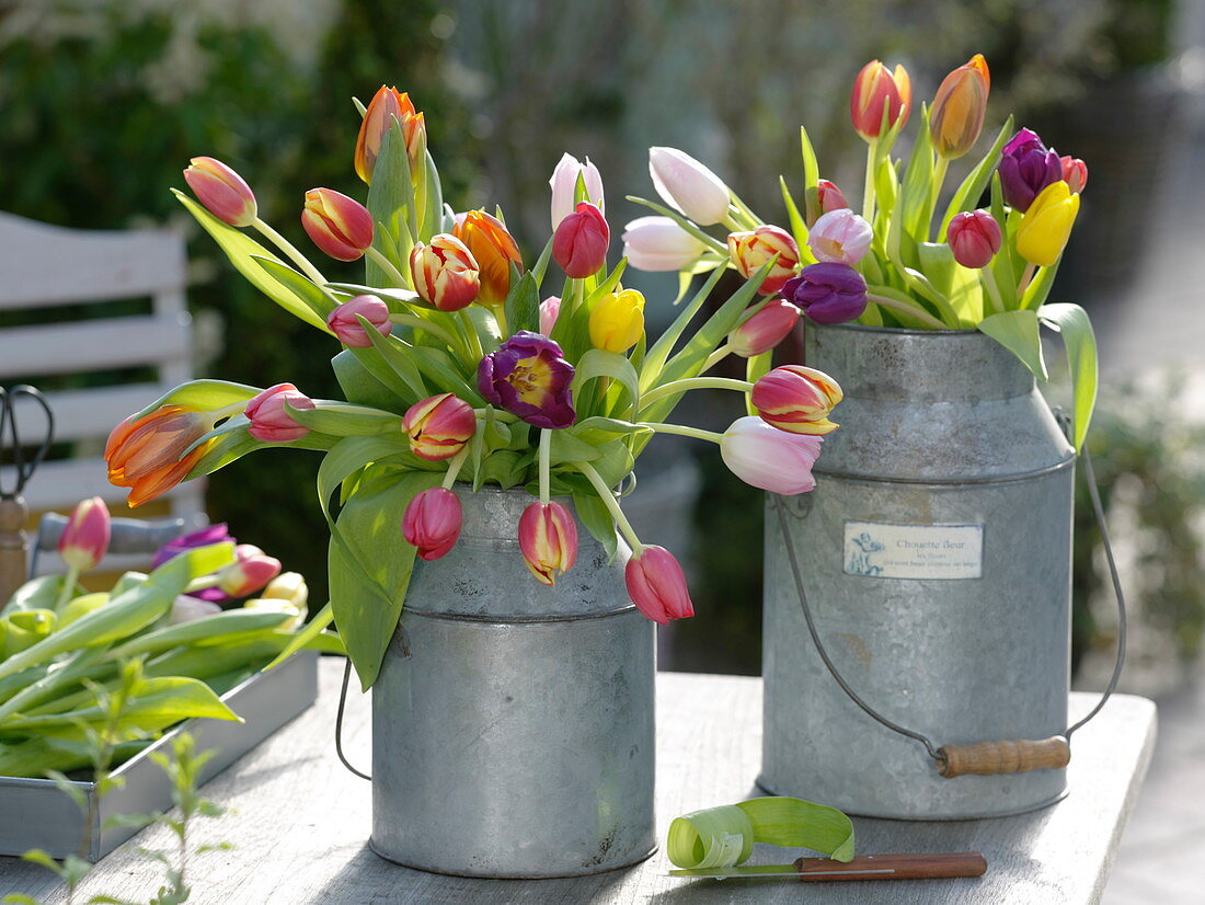 Bunt gemischte Tulipa (Tulpen) in Zink-Kannen