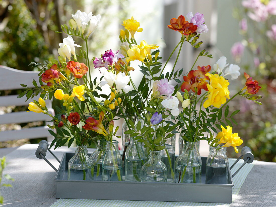 Colourful freesia (freesia) in glass bottles on a metal tray