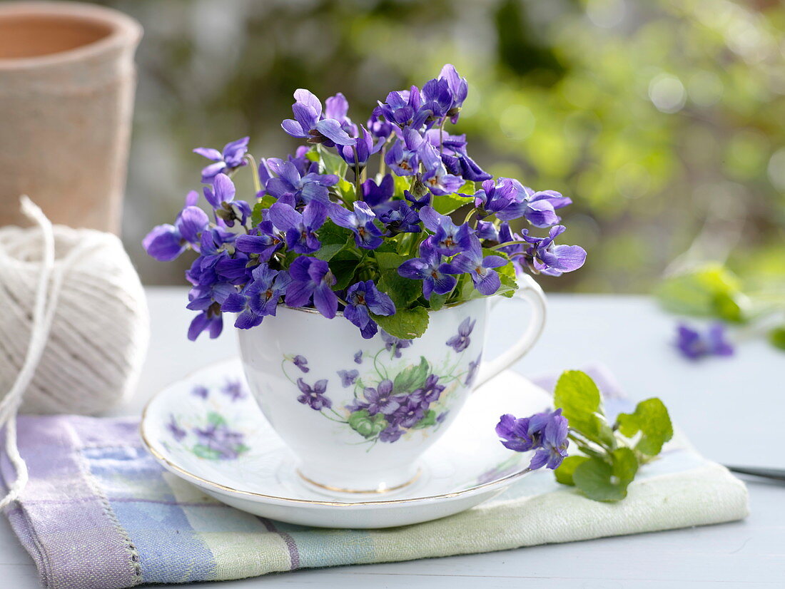 Small bouquet of Viola odorata in cup with violet decor