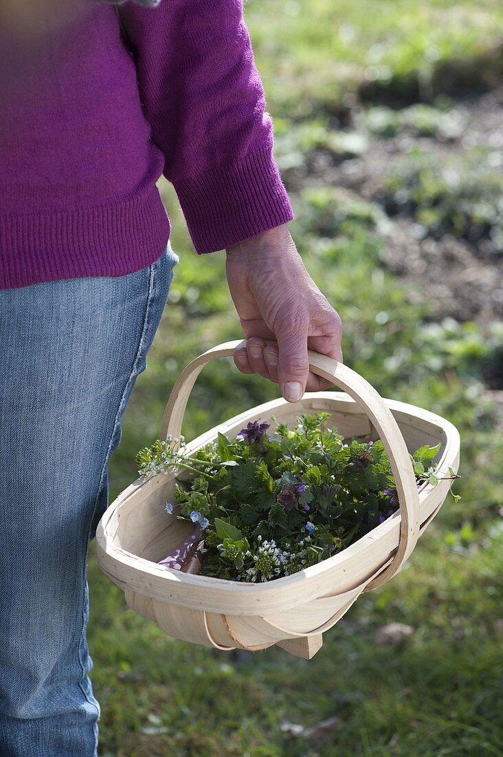 Spacer basket with collected wild herbs