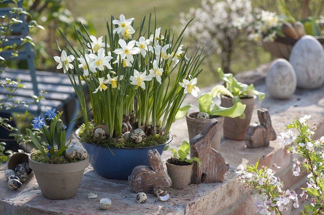 Narcissus 'White Tete' in enamel bowl, Scilla