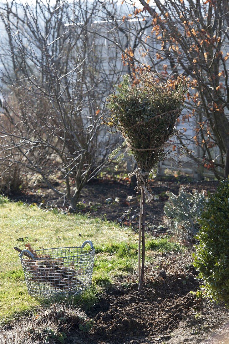 Winterschutz an Rosenstamm entfernen und Rückschnitt