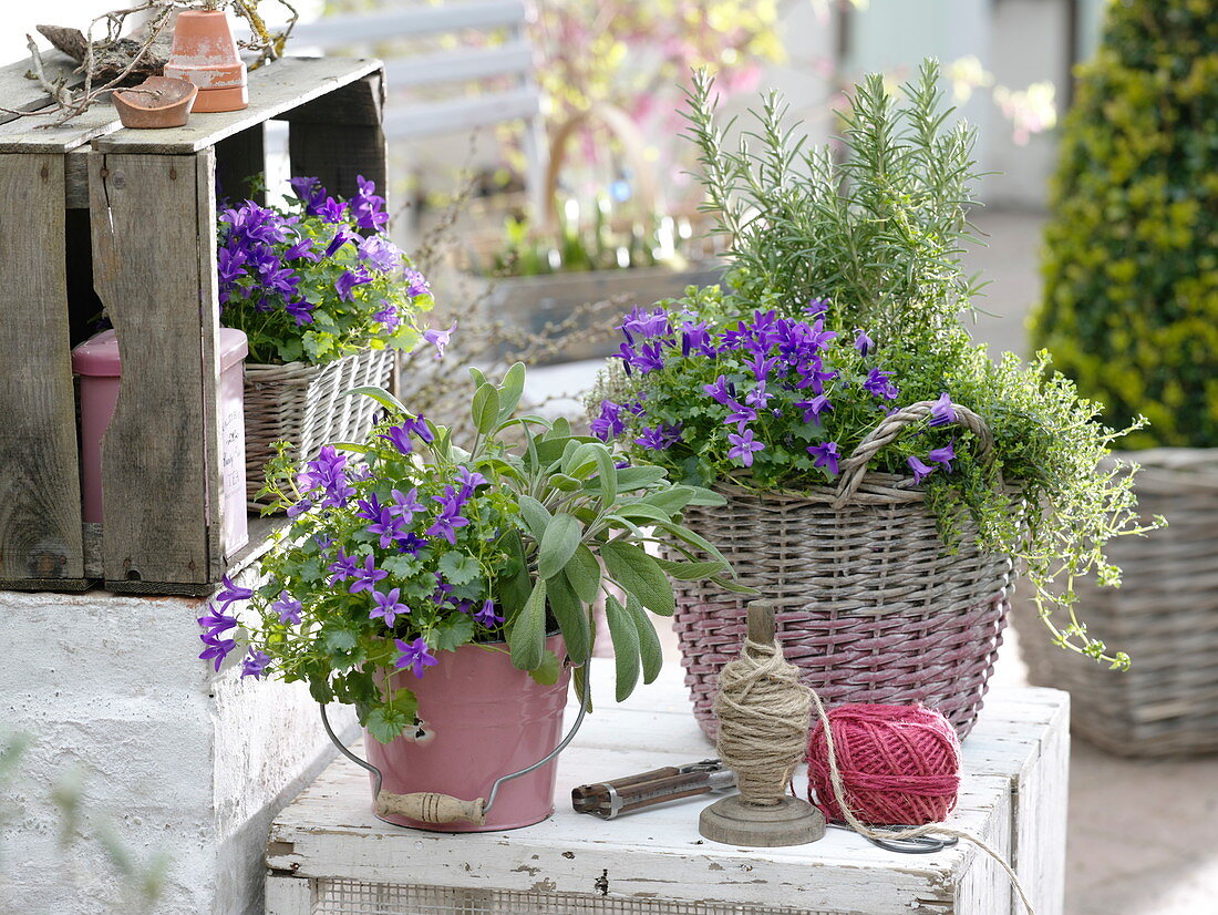 Campanula poscharskyana (Cushion bellflower), Sage (Salvia), Rosemary