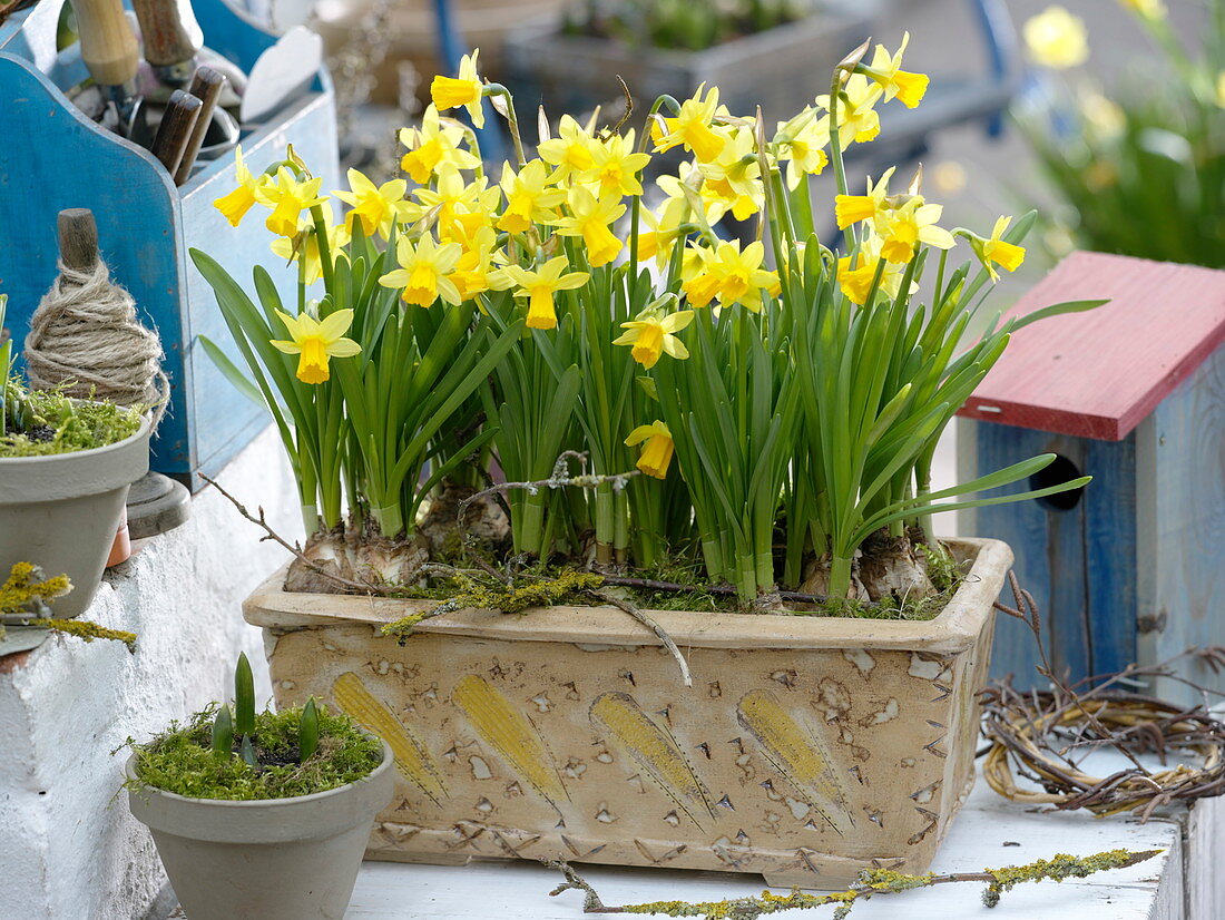 Narcissus 'Tete a Tete' (Narzissen) in handgetöpfertem Keramik-Kasten