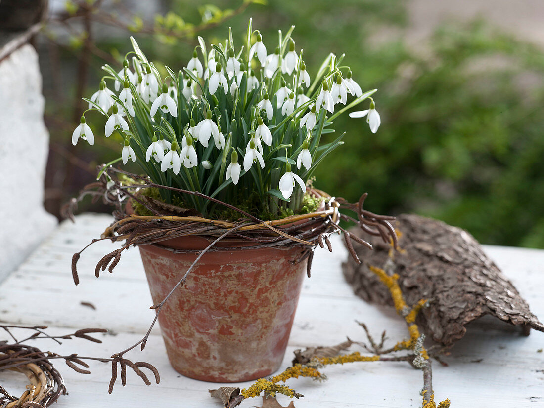 Galanthus (Schneeglöckchen) in Tontopf, kleines Kränzchen aus Zweigen