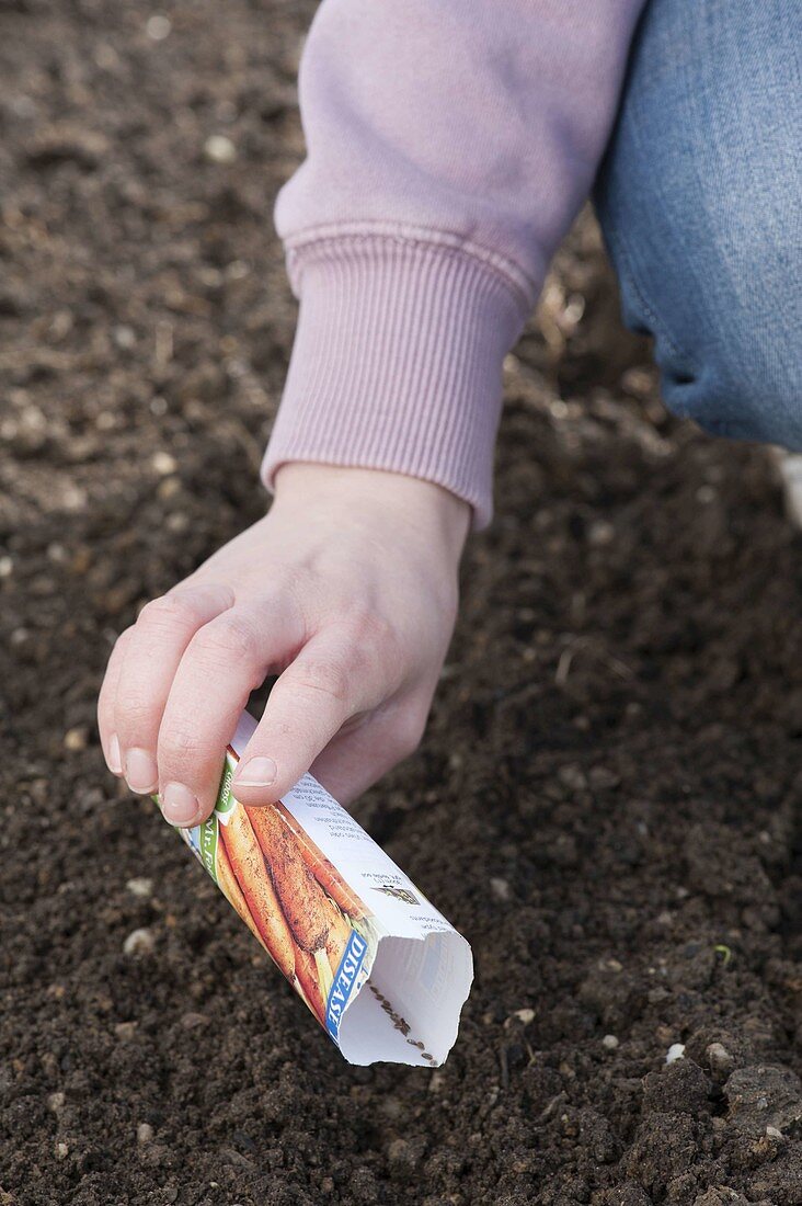 Woman sowing carrots (Daucus carota) in the bed