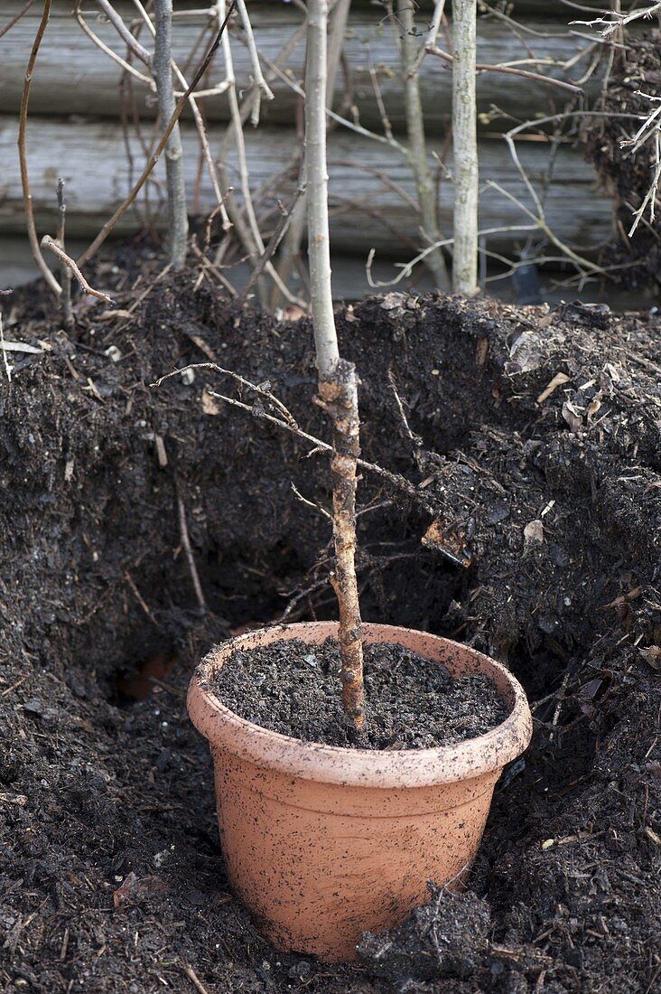 Mice damage to apple trees