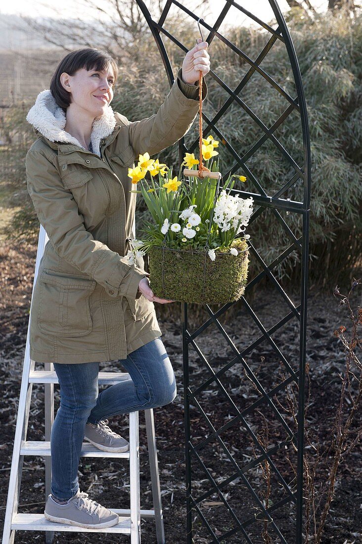 Woman hangs planted wire basket on rose arch