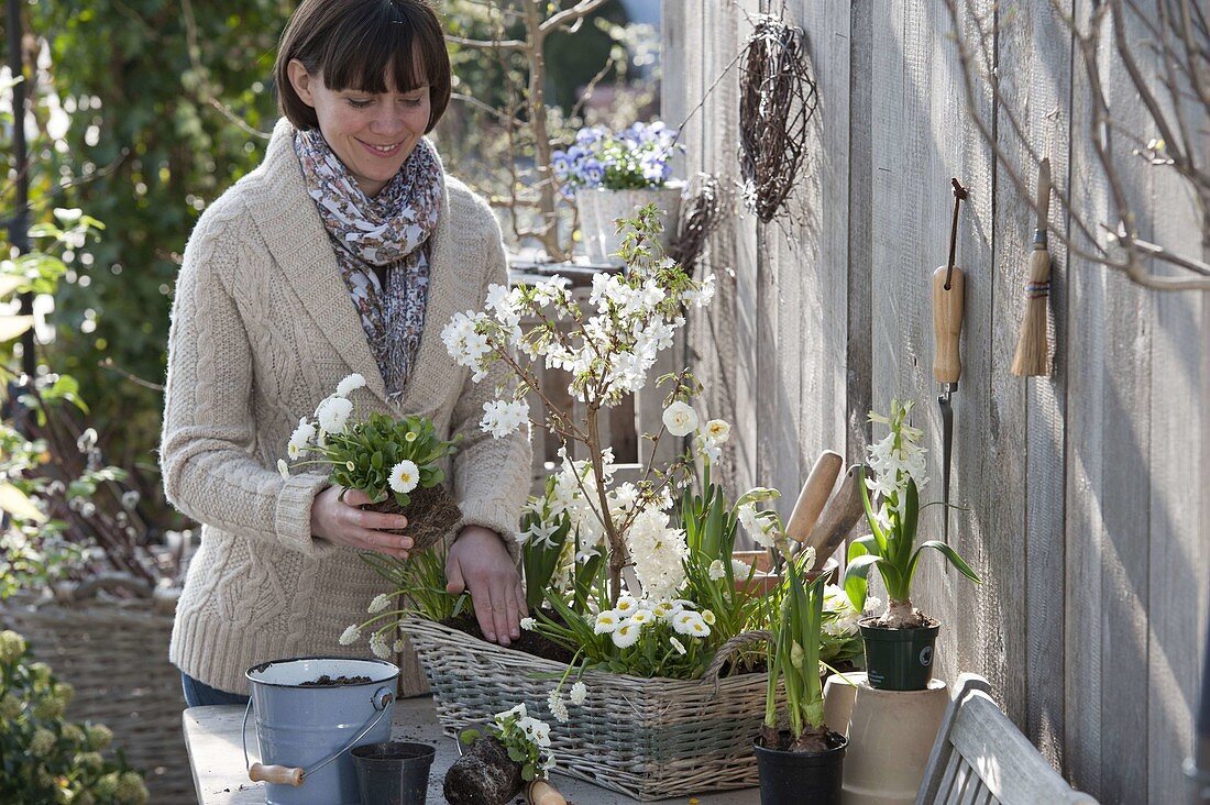 Woman plants basket with white spring flowers