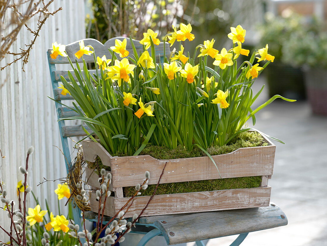 Narcissus (Narzissen) eingebettet in Moos in Holzkiste auf Stuhl gestellt