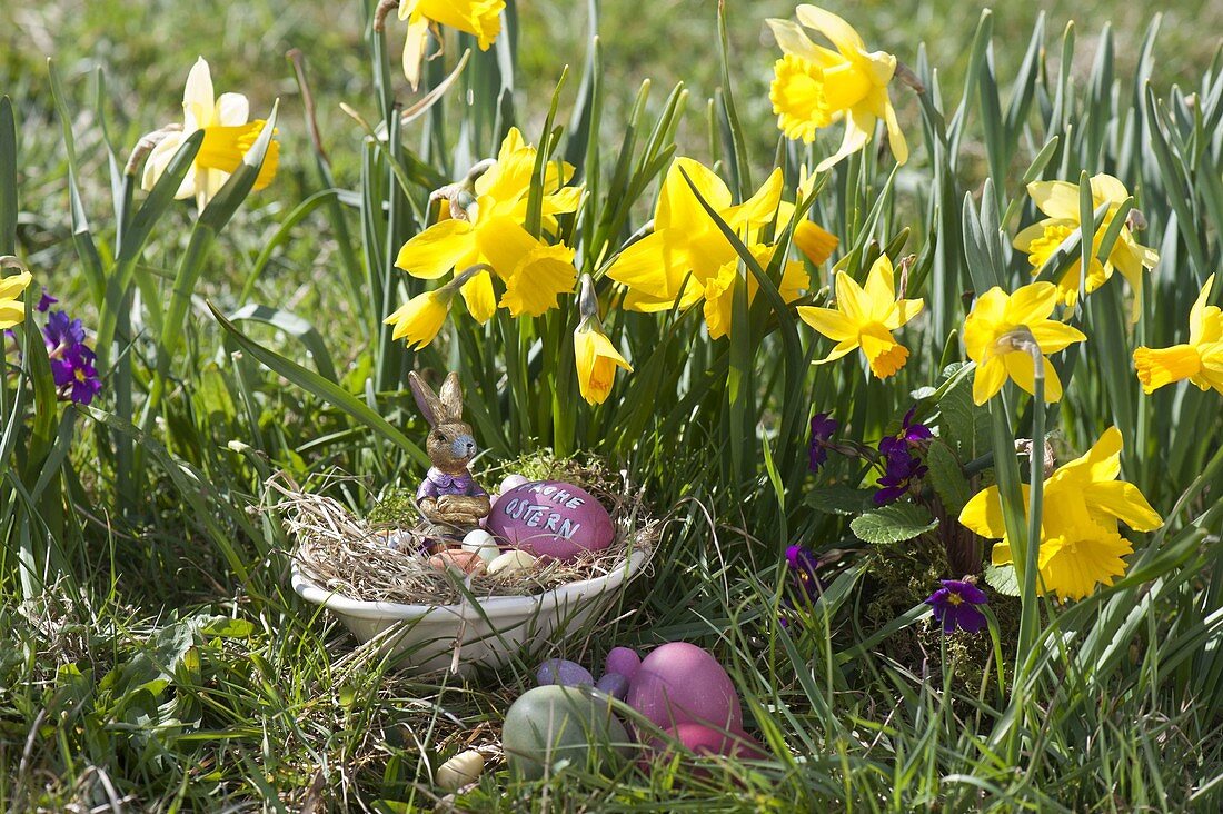 Ostern im Garten: Osternest mit Hase und Eiern vor Narcissus