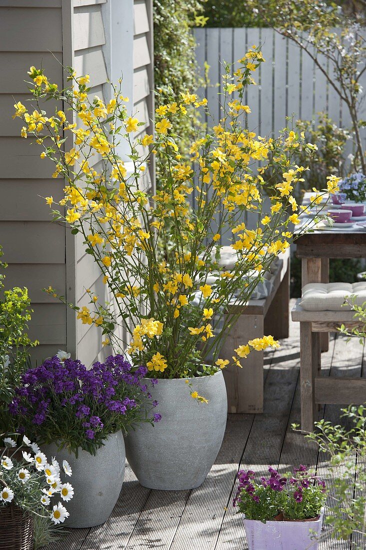 Kerria japonica 'Golden Guinea' (Einfachblühender Ranunkelstrauch)