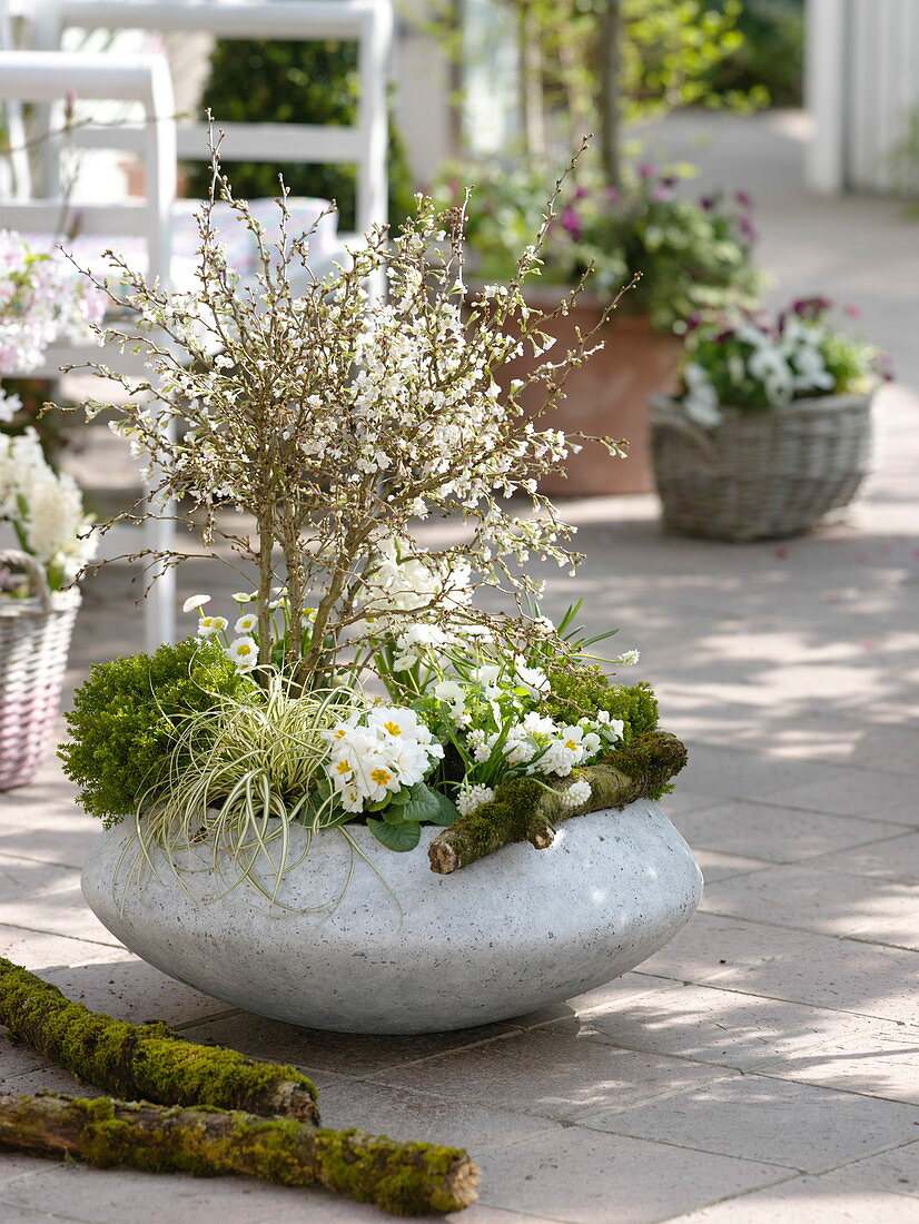 Planting a spring bowl in white (4/4)