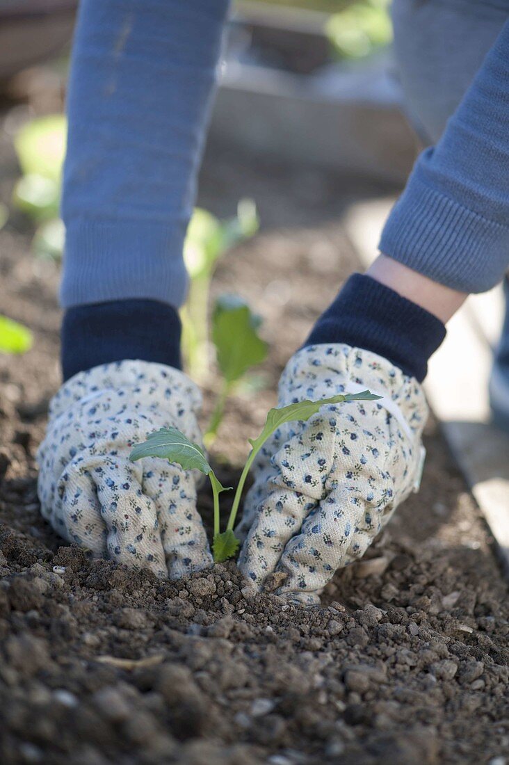 Frau pflanzt Jungpflanzen von Kohlrabi (Brassica) ins Beet