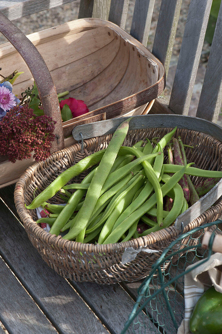 Basket Of Freshly Harvested Beans (Phaseolus)