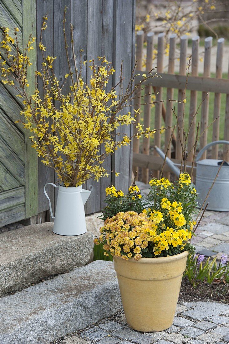 Strauß aus Zweigen von Forsythia (Goldglöckchen) in weißer Kanne