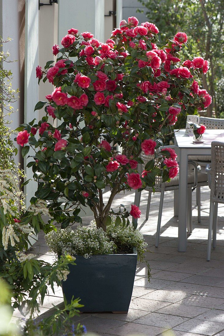 Camellia japonica 'Dr. Burnside' (camellia) underplanted with Lobularia