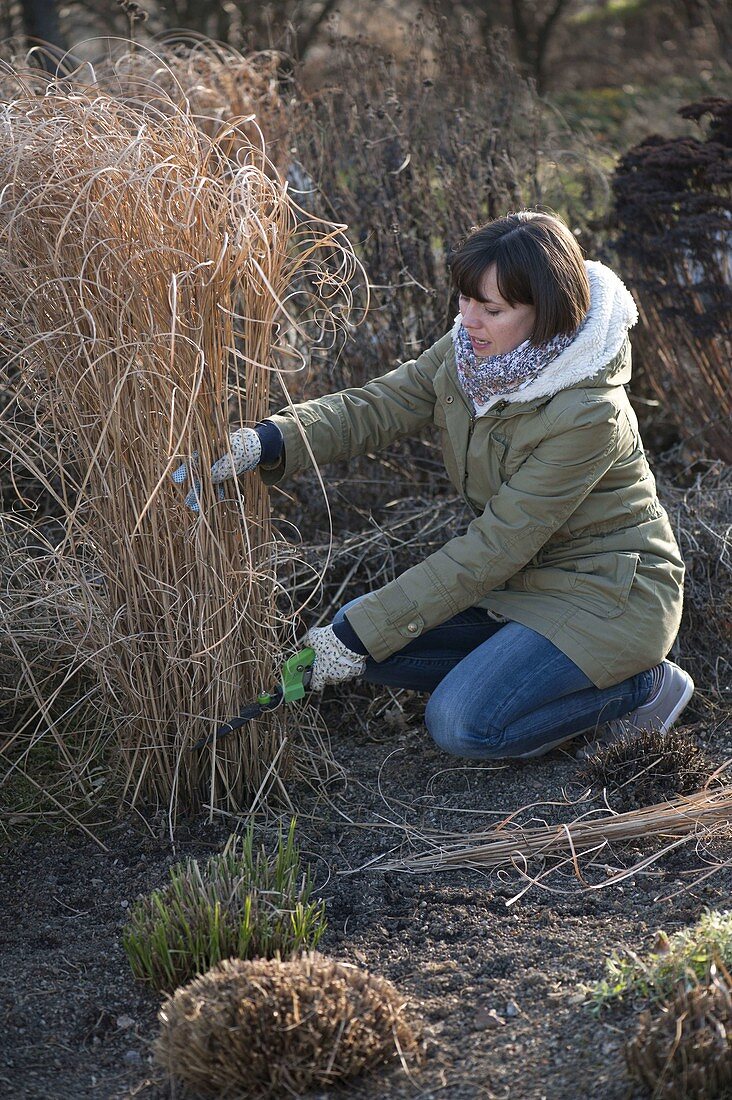 Woman cuts back Miscanthus (Chinese reed) in March