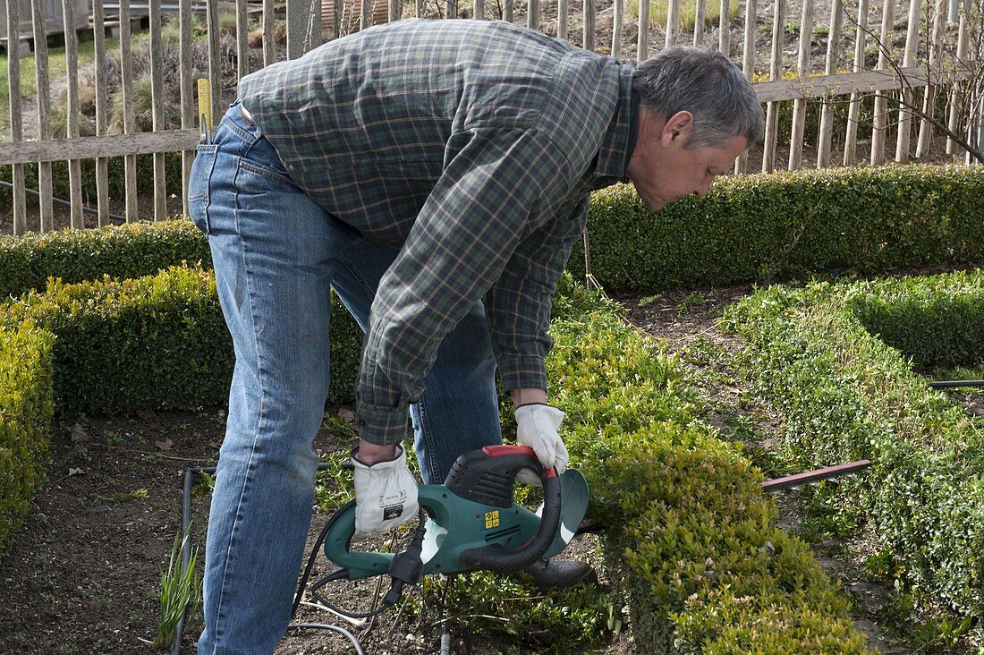 Man trimming Buxus (boxwood) hedge with electric hedge trimmer