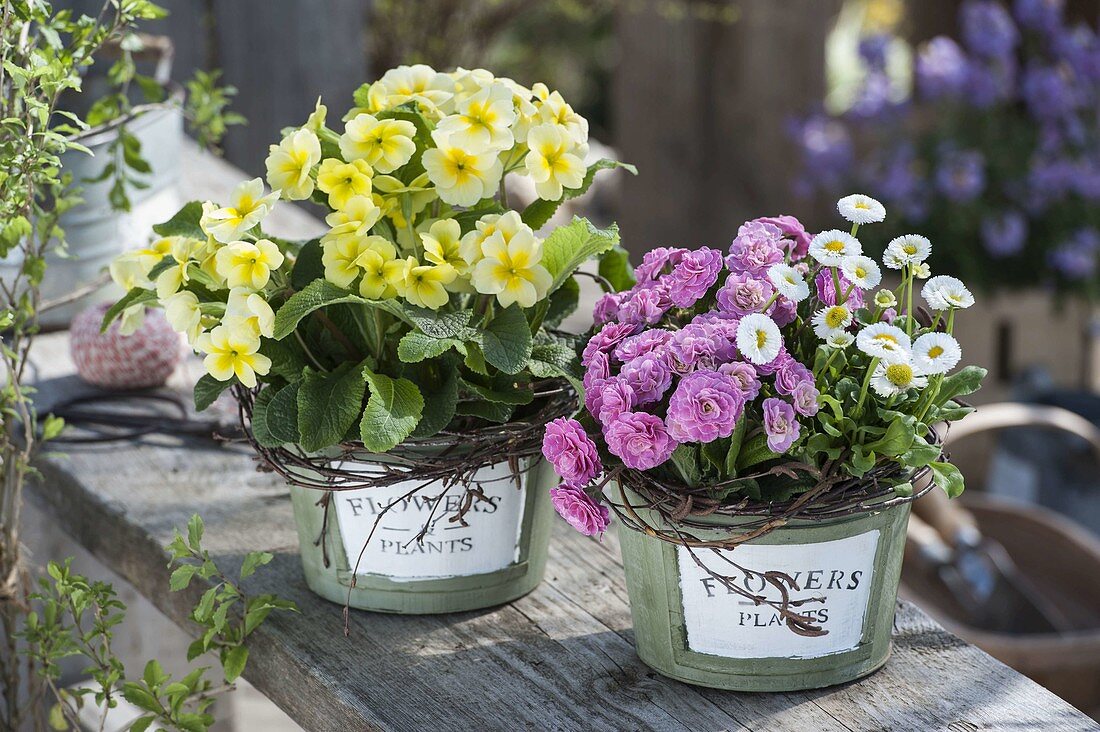 Primula 'Romance' (double primrose), Primula elatior (tall primrose), Bellis