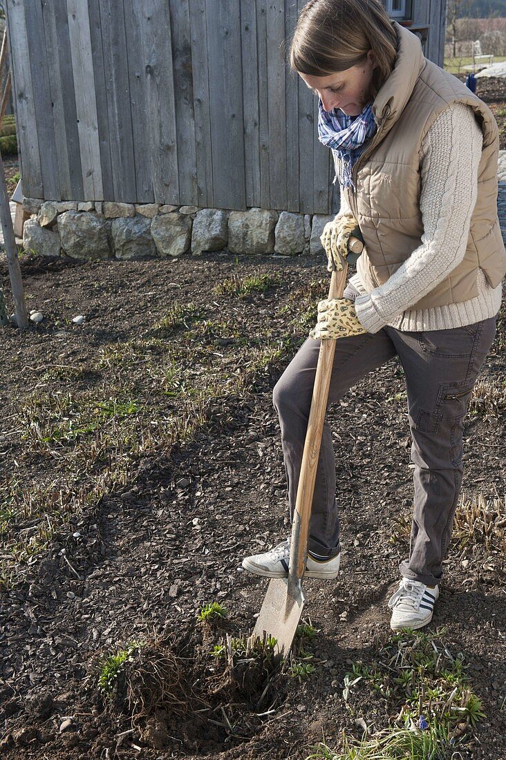 Woman divides Aster novi-belgii (smooth-leaved aster) with spade