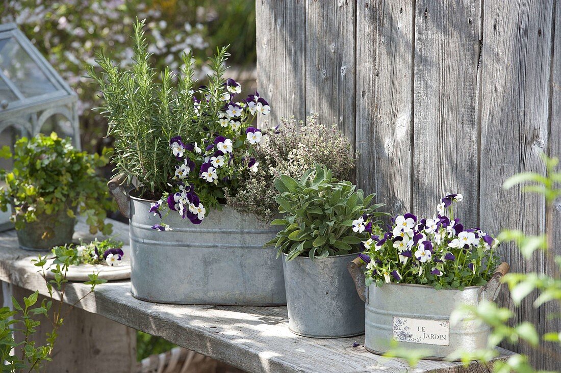 Herbs and edible flowers in zinc containers