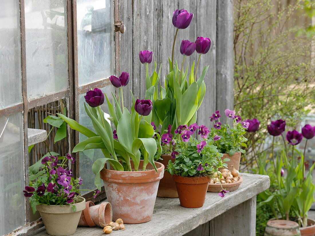 Tulipa 'Negrita' (tulips) and Viola cornuta 'Rose with Blotch'.