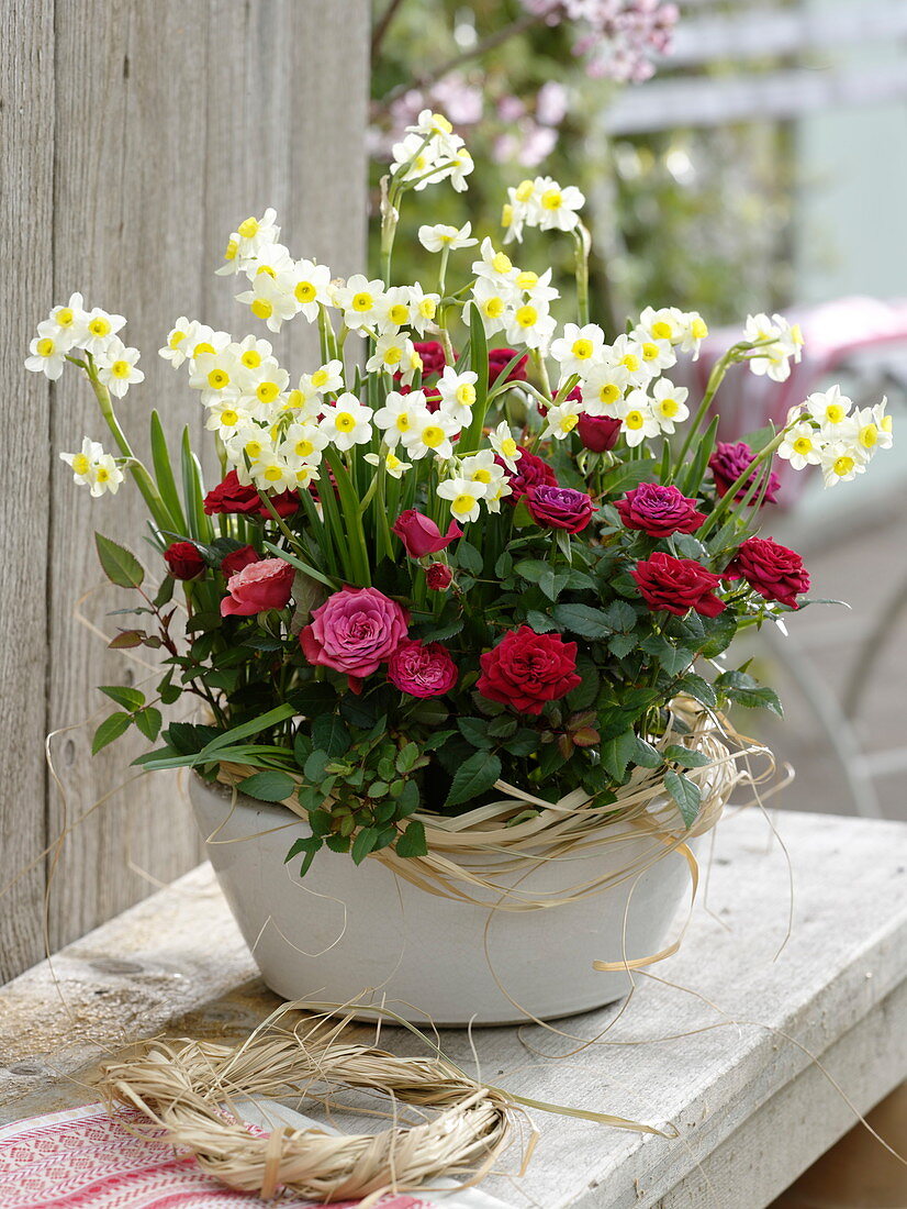 Narcissus 'Minnow' (Narzissen) mit Rosa (Topf-Röschen) in weiße Schale