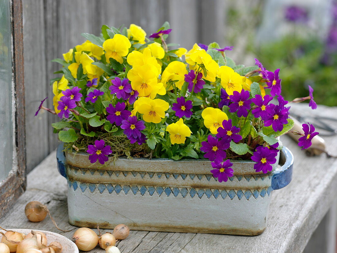 Primula juliae syn. Primula pruhoniciana (carpet primrose, cushion primrose), Viola