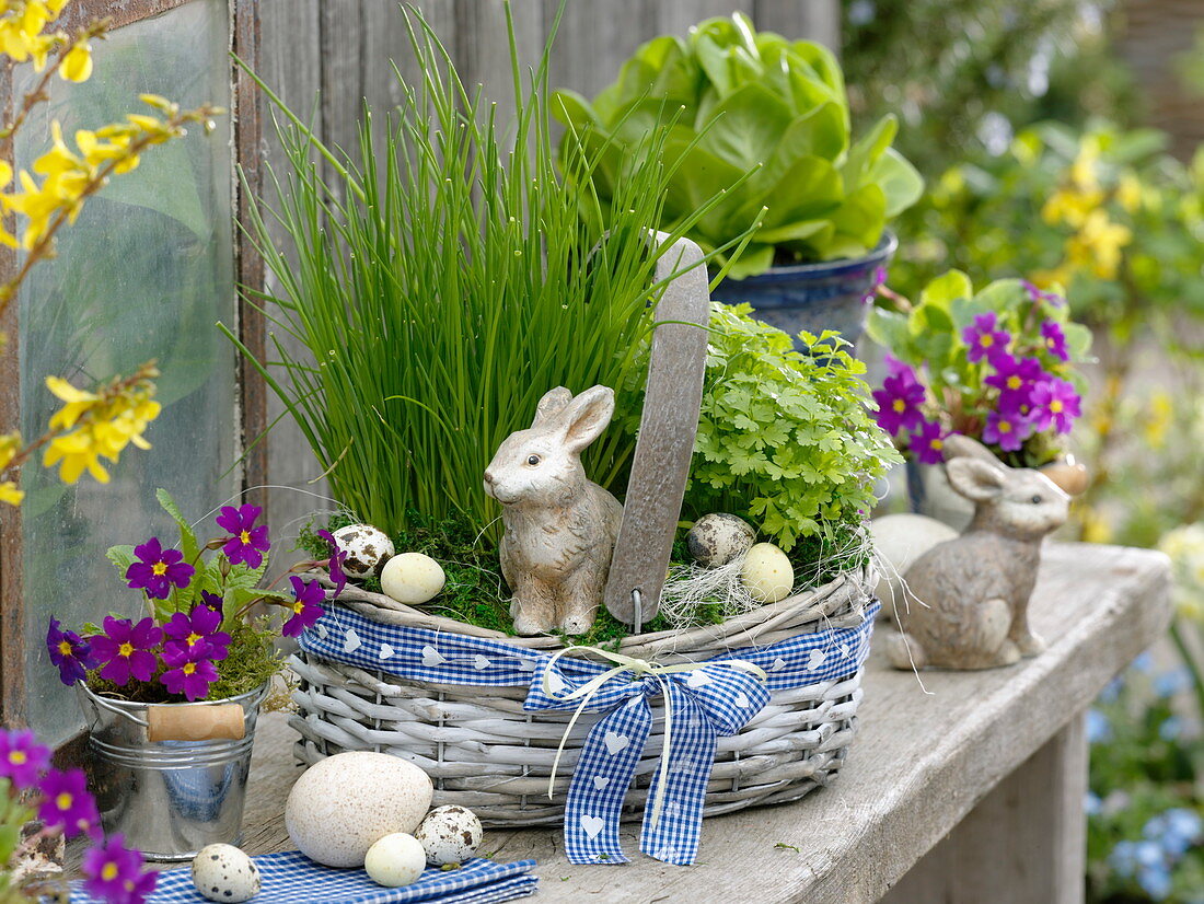 Basket of chives (Allium schoenoprasum), parsley (Petroselinum)