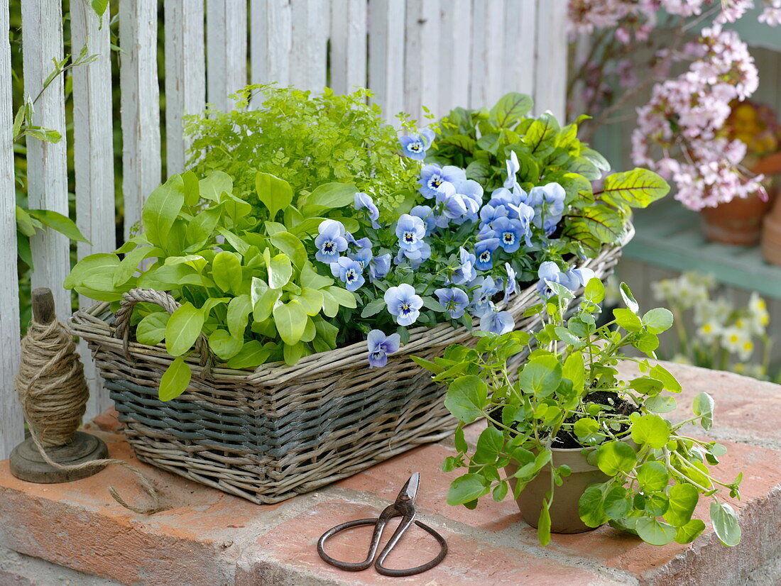 Kräuterkorb und eßbare Blüten im Frühling