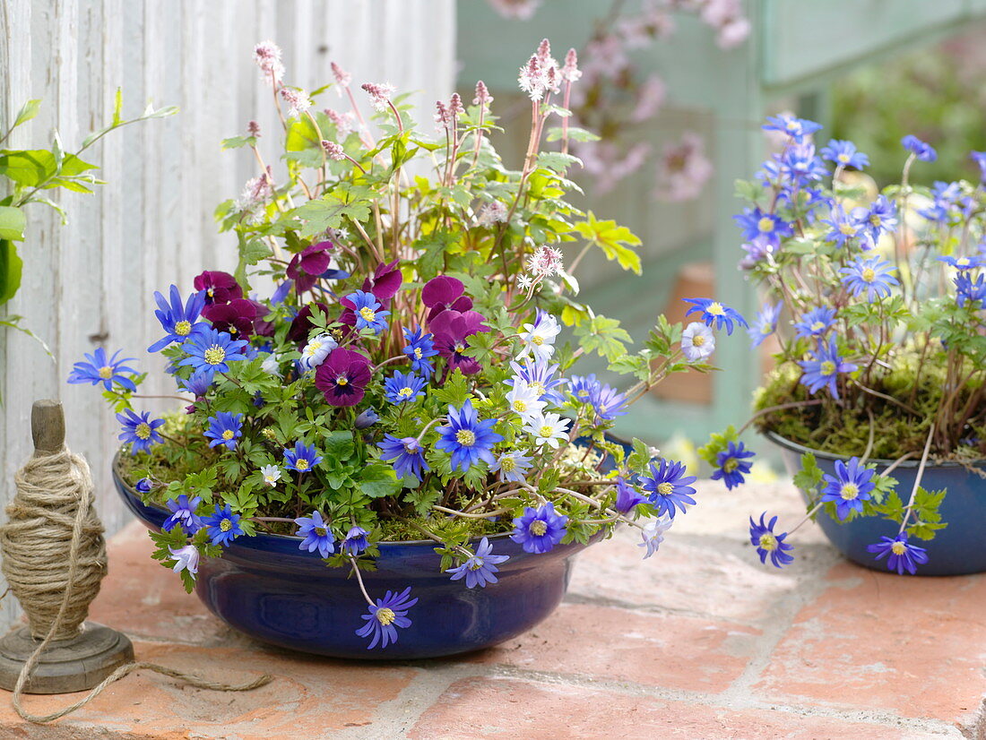 Blue spring bowl: Anemone blanda (ray anemone), Viola cornuta