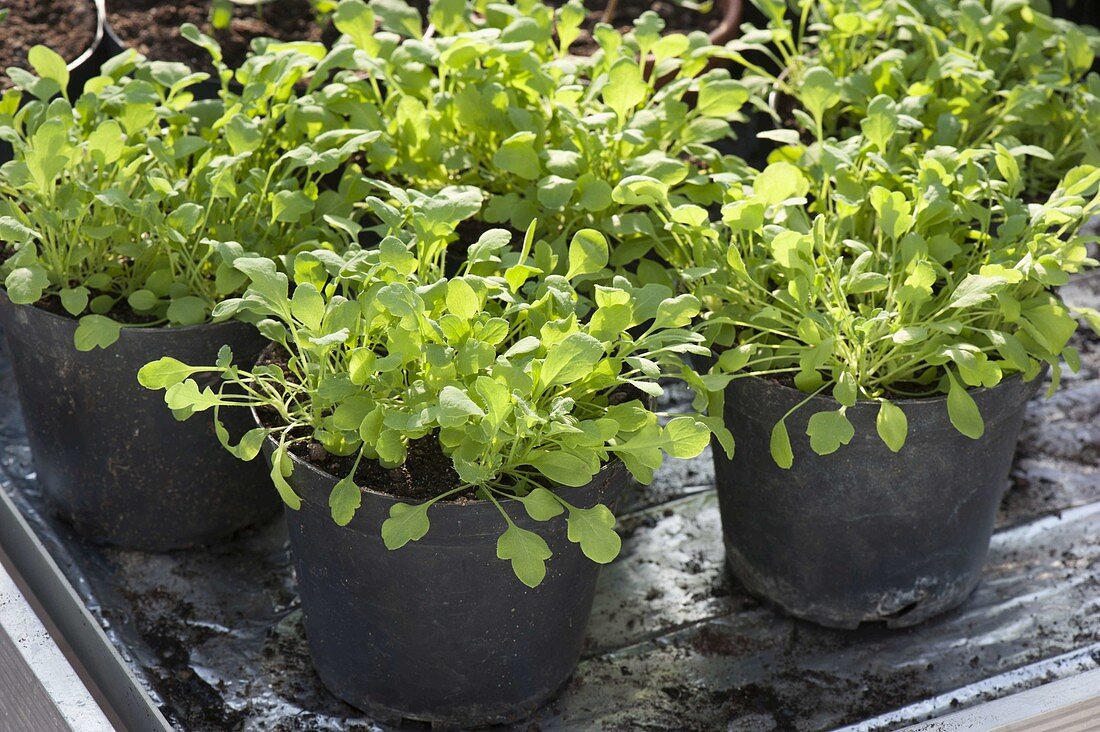 Papaver (poppy) seedlings in pots