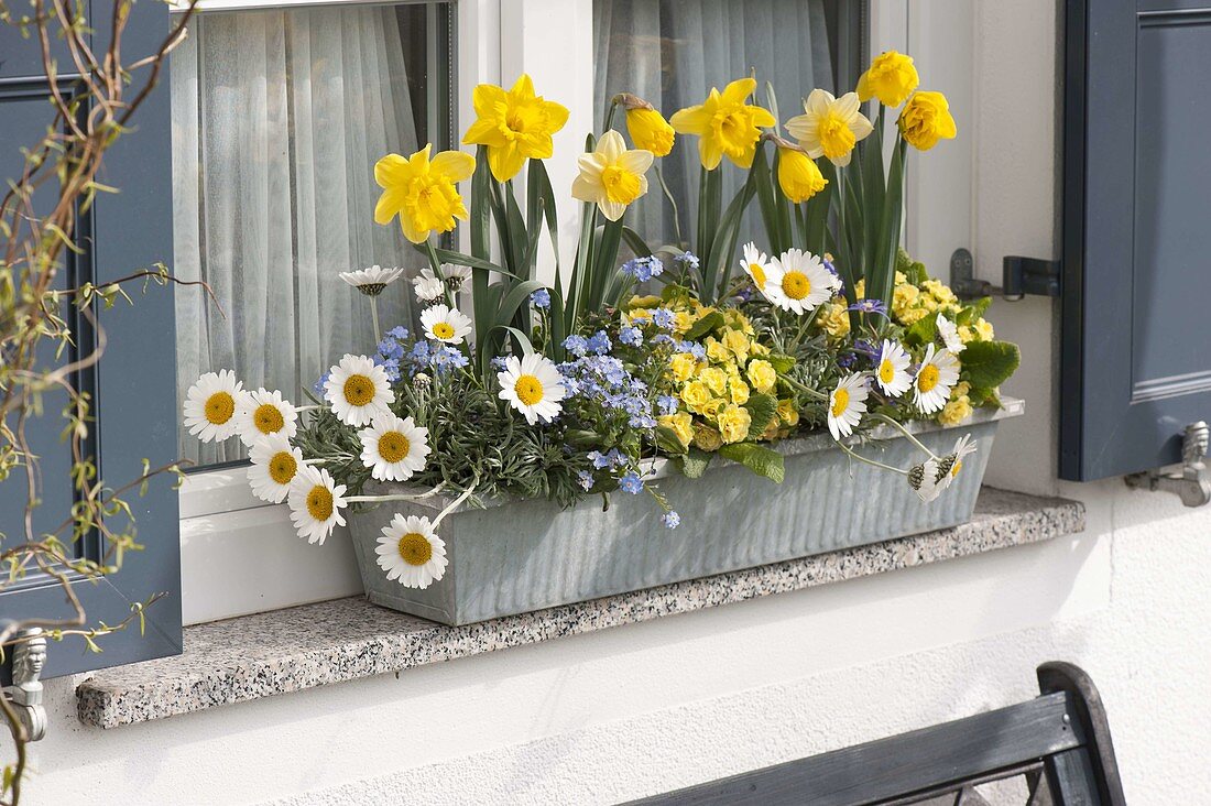 Frühlingskasten auf dem Fensterbrett: Narcissus (Narzissen), Leucanthemum