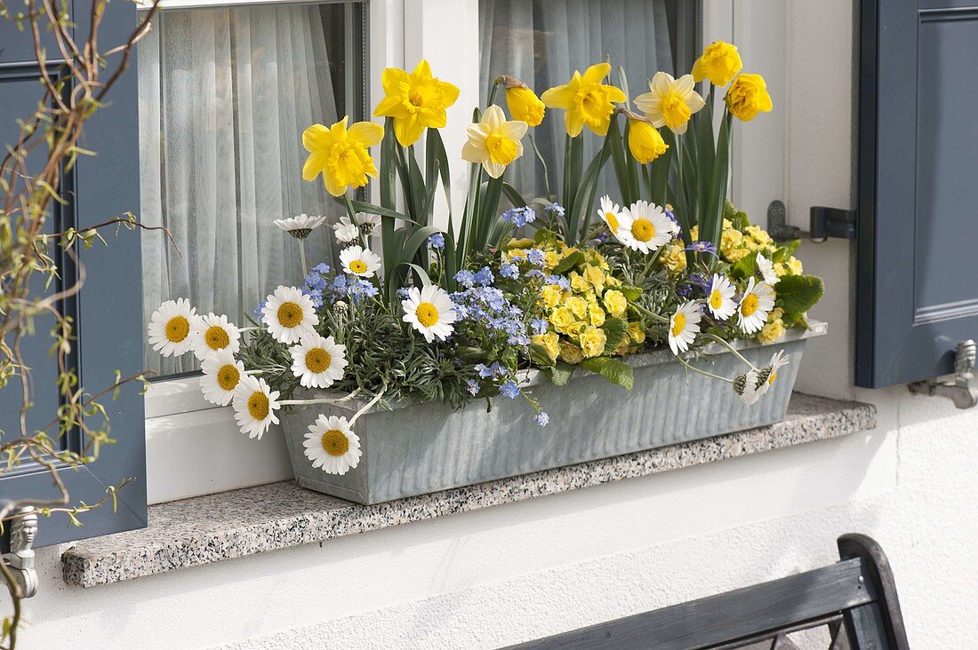 Spring box on the window sill: Narcissus (daffodils), Leucanthemum