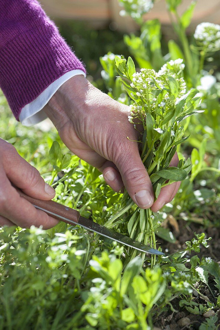 Woman harvesting thlaspi (field helichrysophila, field chickweed)