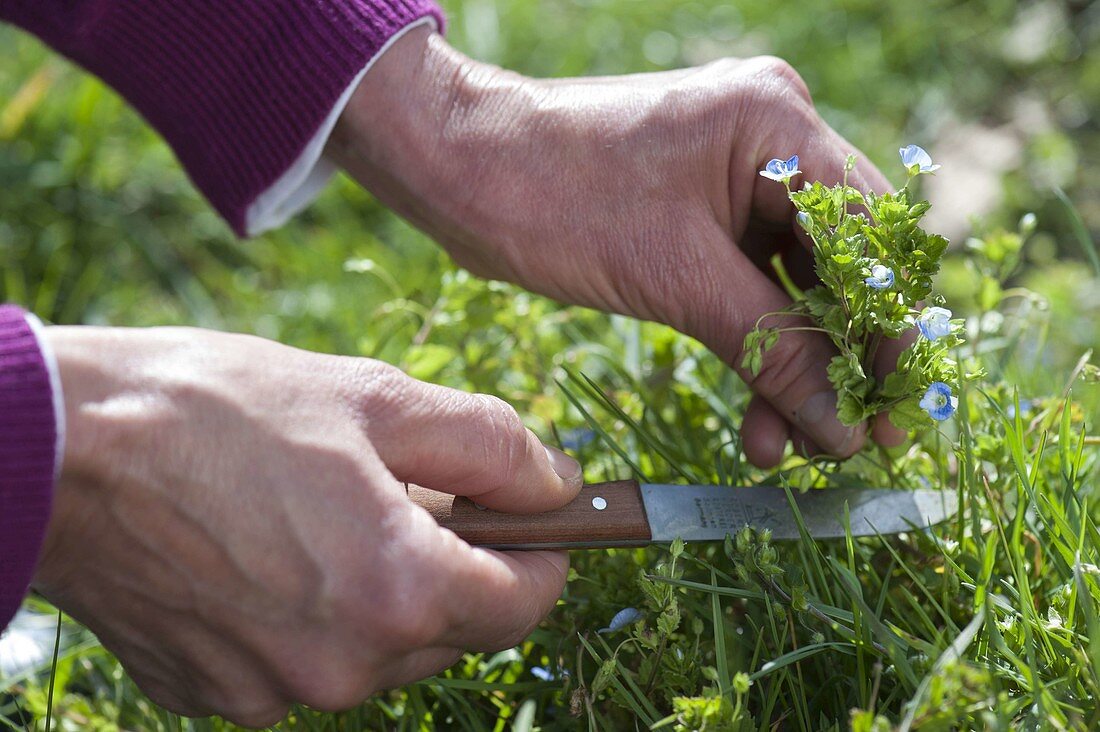 Woman harvesting Veronica hederifolia (Ivy Speedwell)