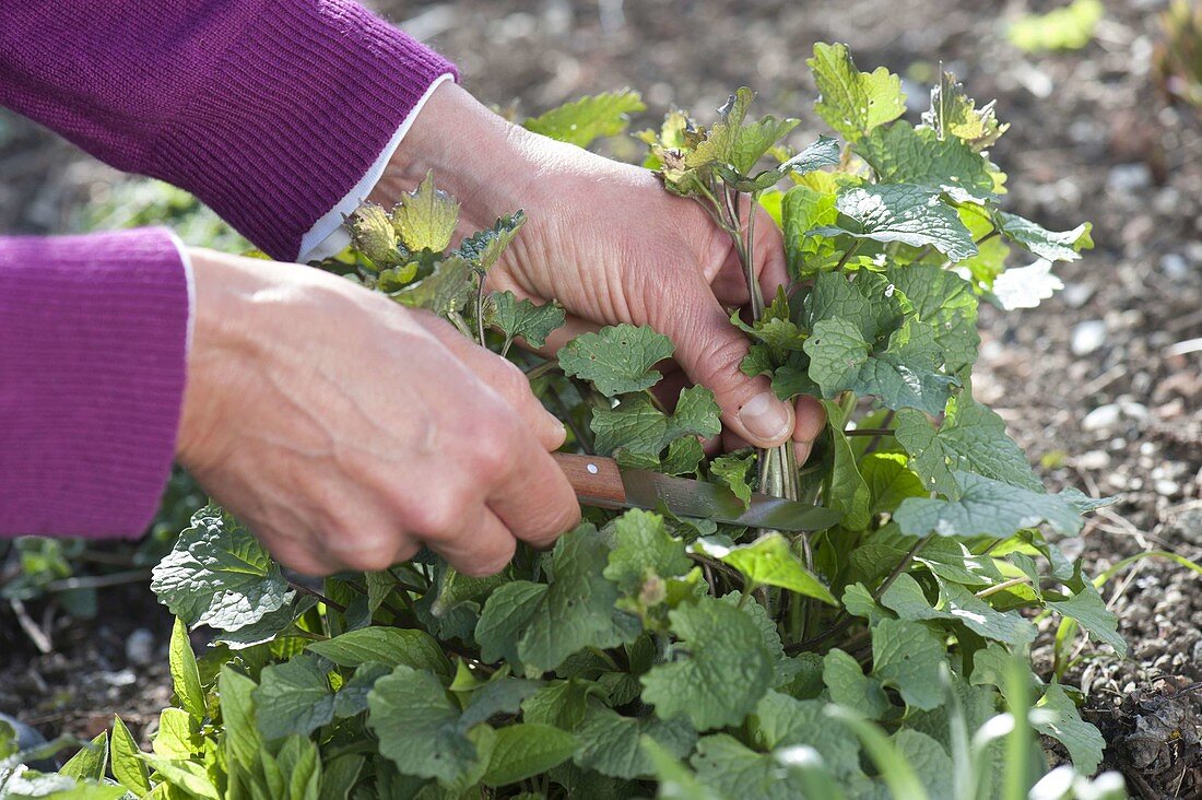 Woman harvesting Alliaria petiolata (garlic knapweed)