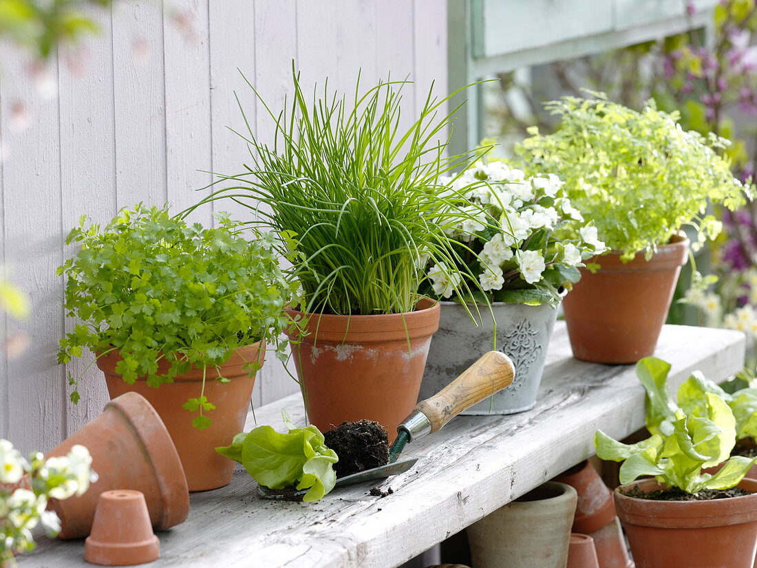 Parsley (Petroselinum), Chives (Allium schoenoprasum), Chervil