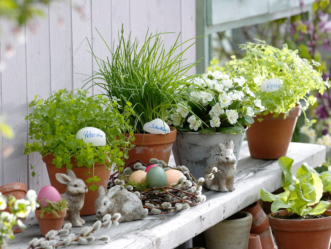 Parsley (Petroselinum), Chives (Allium schoenoprasum), Chervil