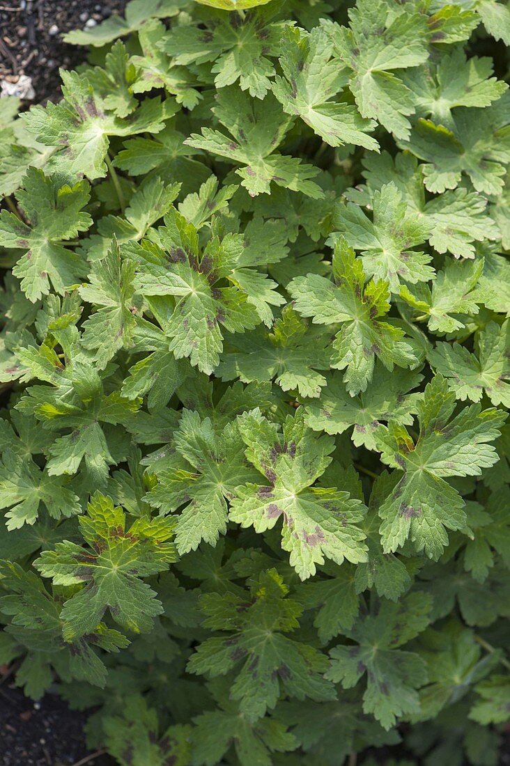 Leaves of Geranium phaeum (brown cranesbill)