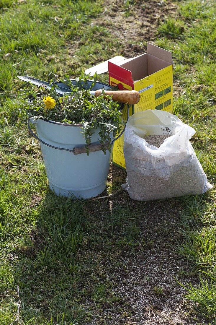 After cutting out Taraxacum (dandelion), sow lawn seeds in the gaps