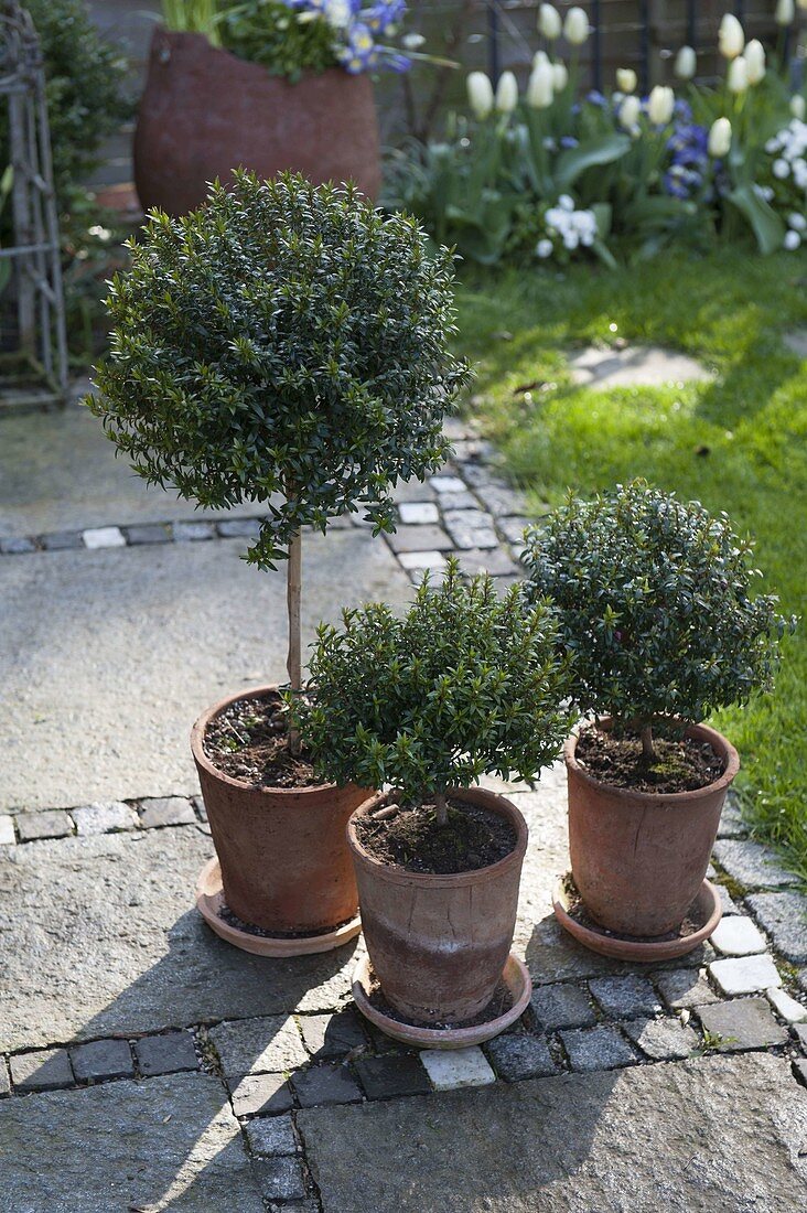 Myrtus communis (Myrtle stems) in terracotta pots with saucers