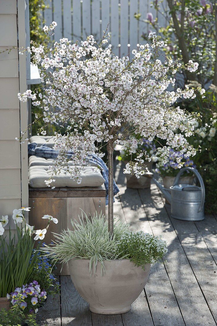 Prunus incisa 'February Pink' (ornamental cherry) planted with Holcus