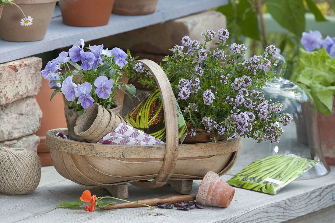 Basket with flowering savory (Satureja) and Viola cornuta