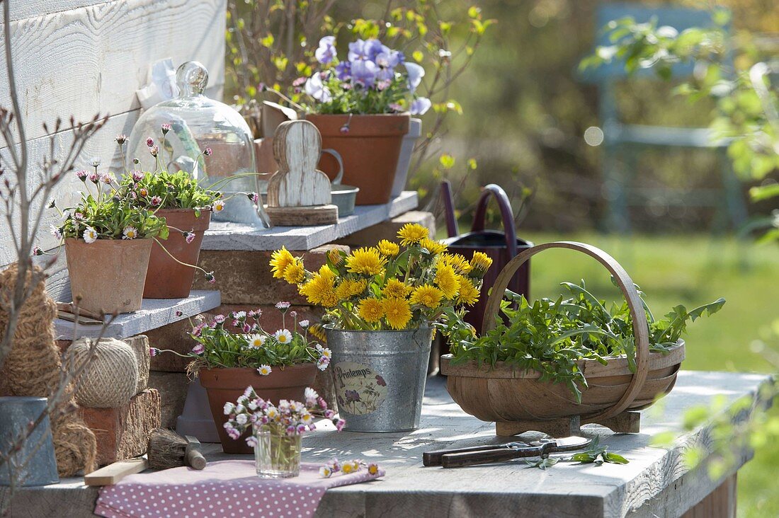 Working table with Bellis perennis and Taraxacum