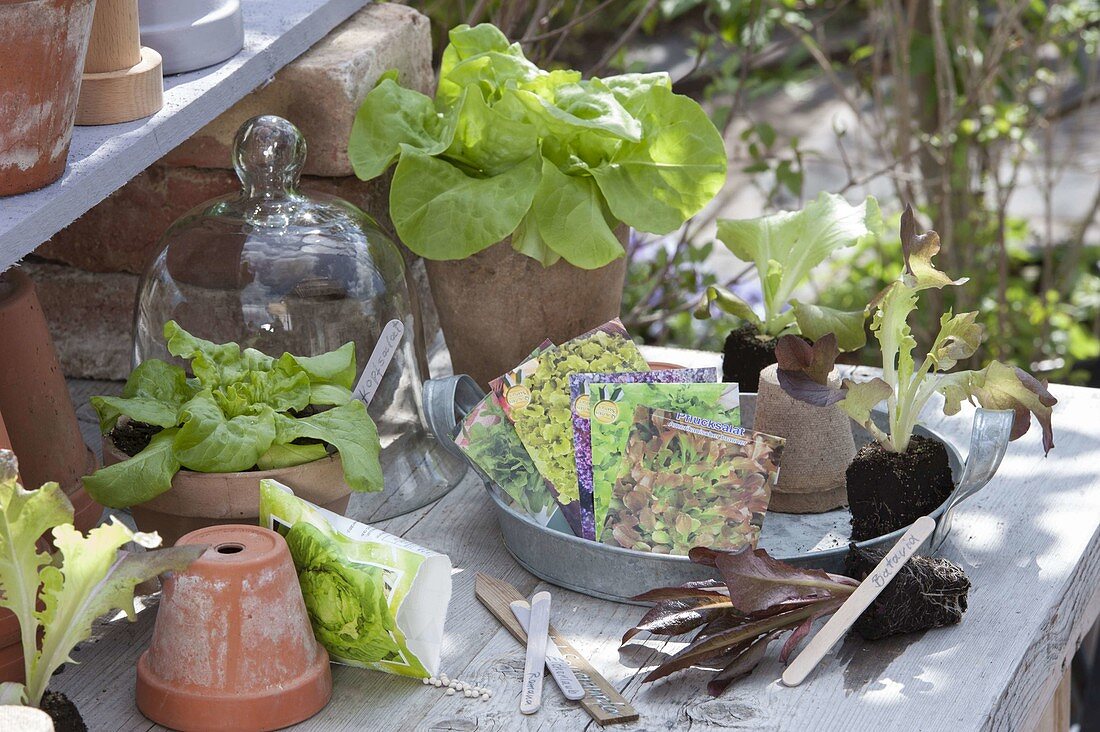 Lettuce (Lactuca) in pots, as young plants in pressed bales