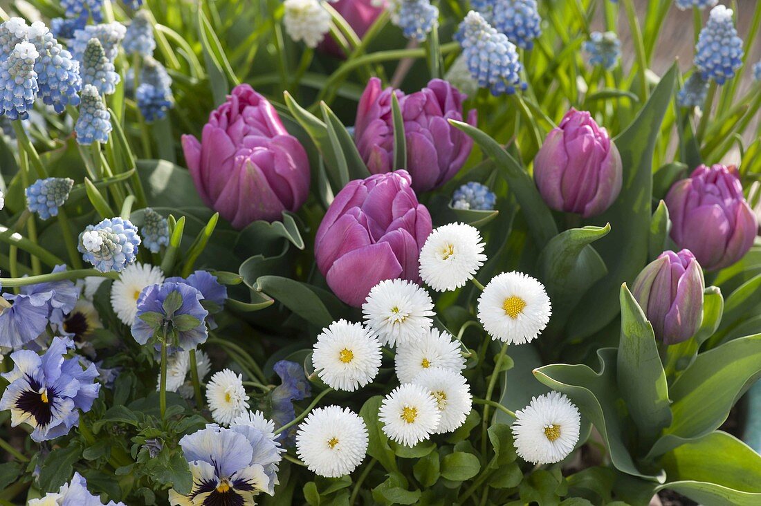 Turquoise bowl with Tulipa 'Lilac Star' (Double Tulips), Muscari